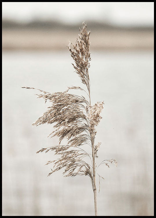 Dried Flower Nature Plakat - Posterbox.no