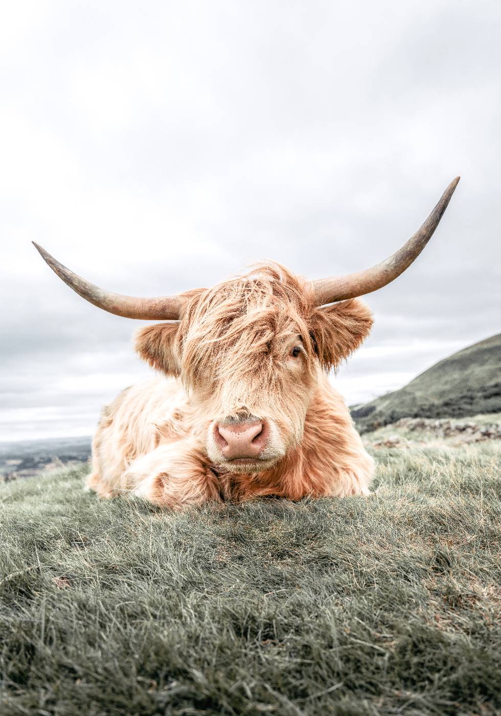 Highland Cow Relaxing Poster