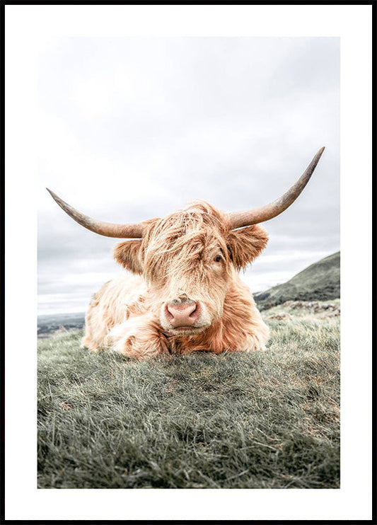 Highland Cow Relaxing Poster