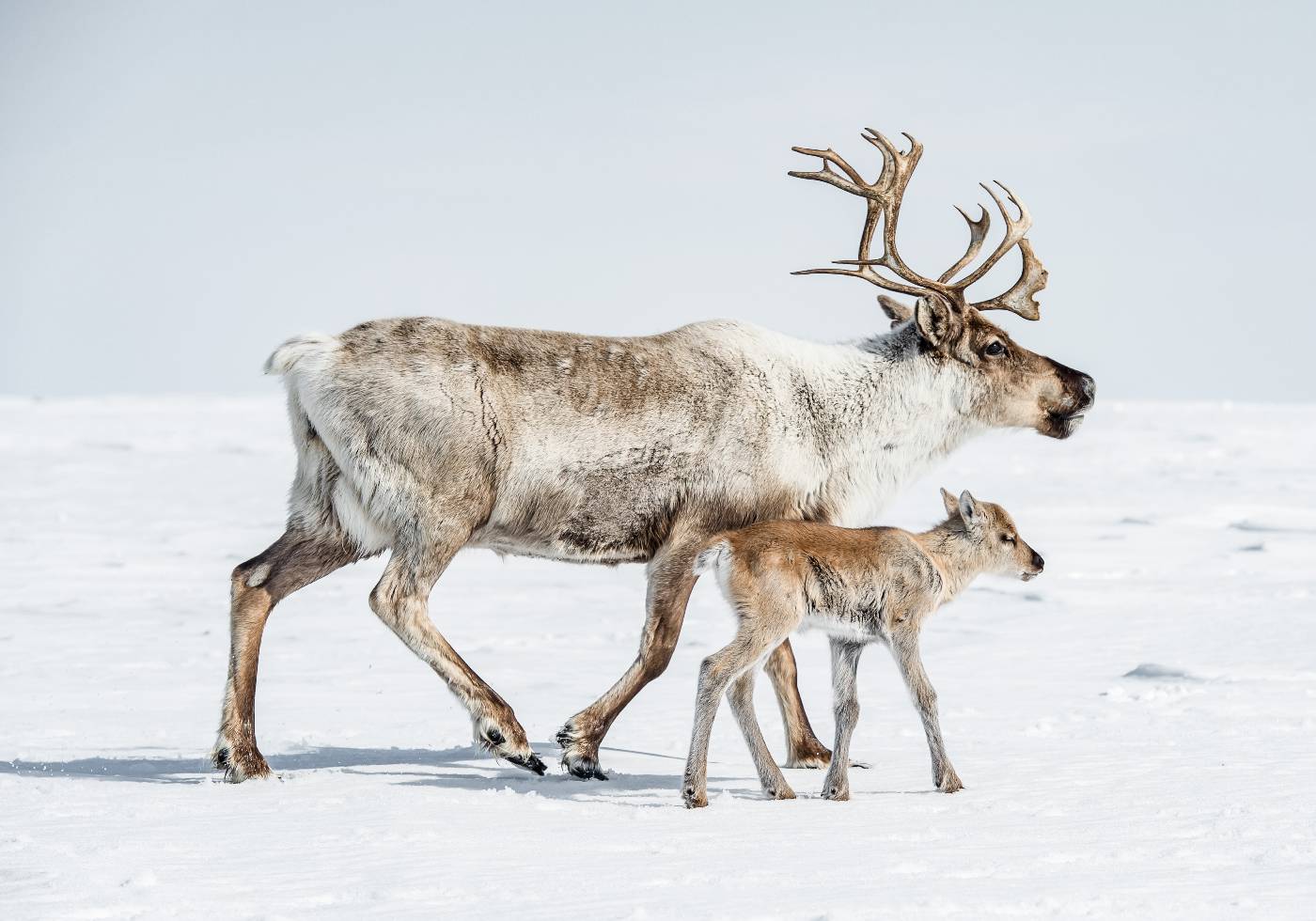 Reindeer and Calf Poster - Posterbox.art