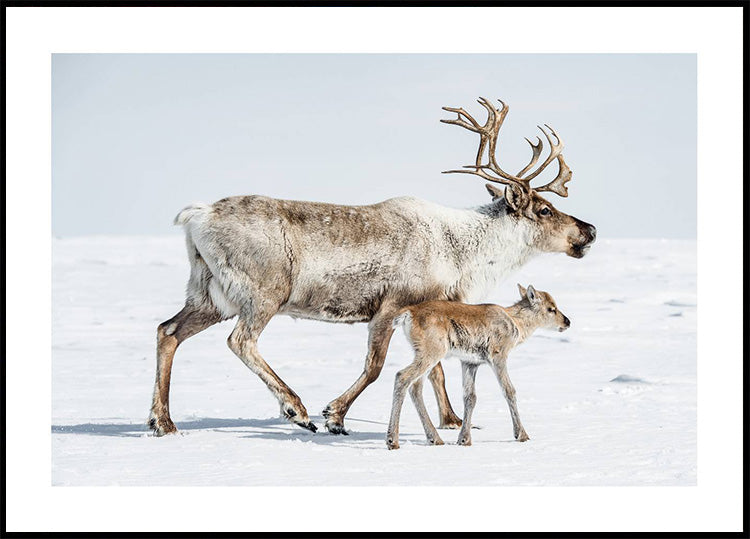 Reindeer and Calf Poster - Posterbox.art