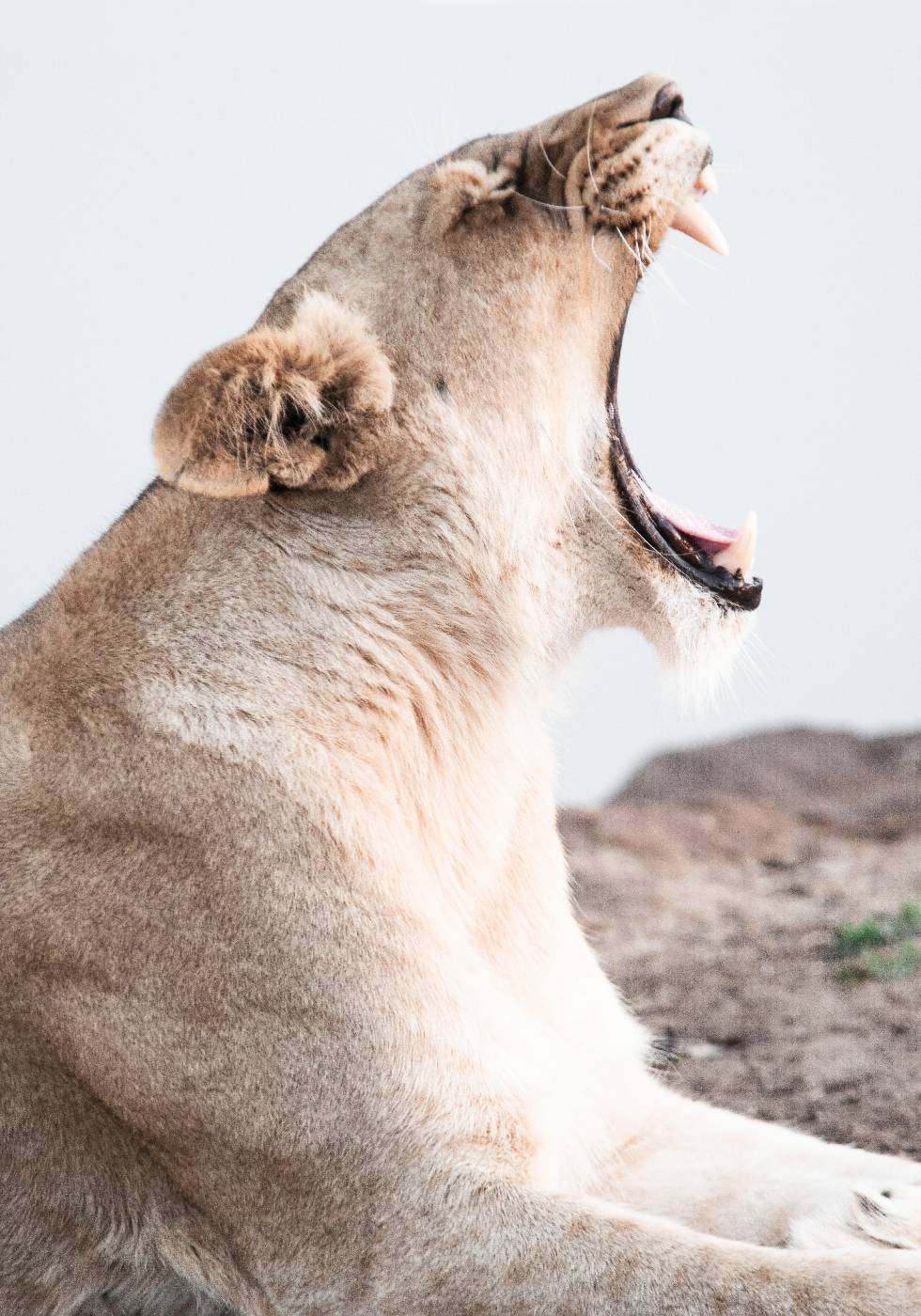 Lioness in Action Poster - Posterbox.art