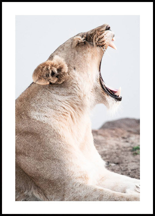 Lioness in Action Poster - Posterbox.art