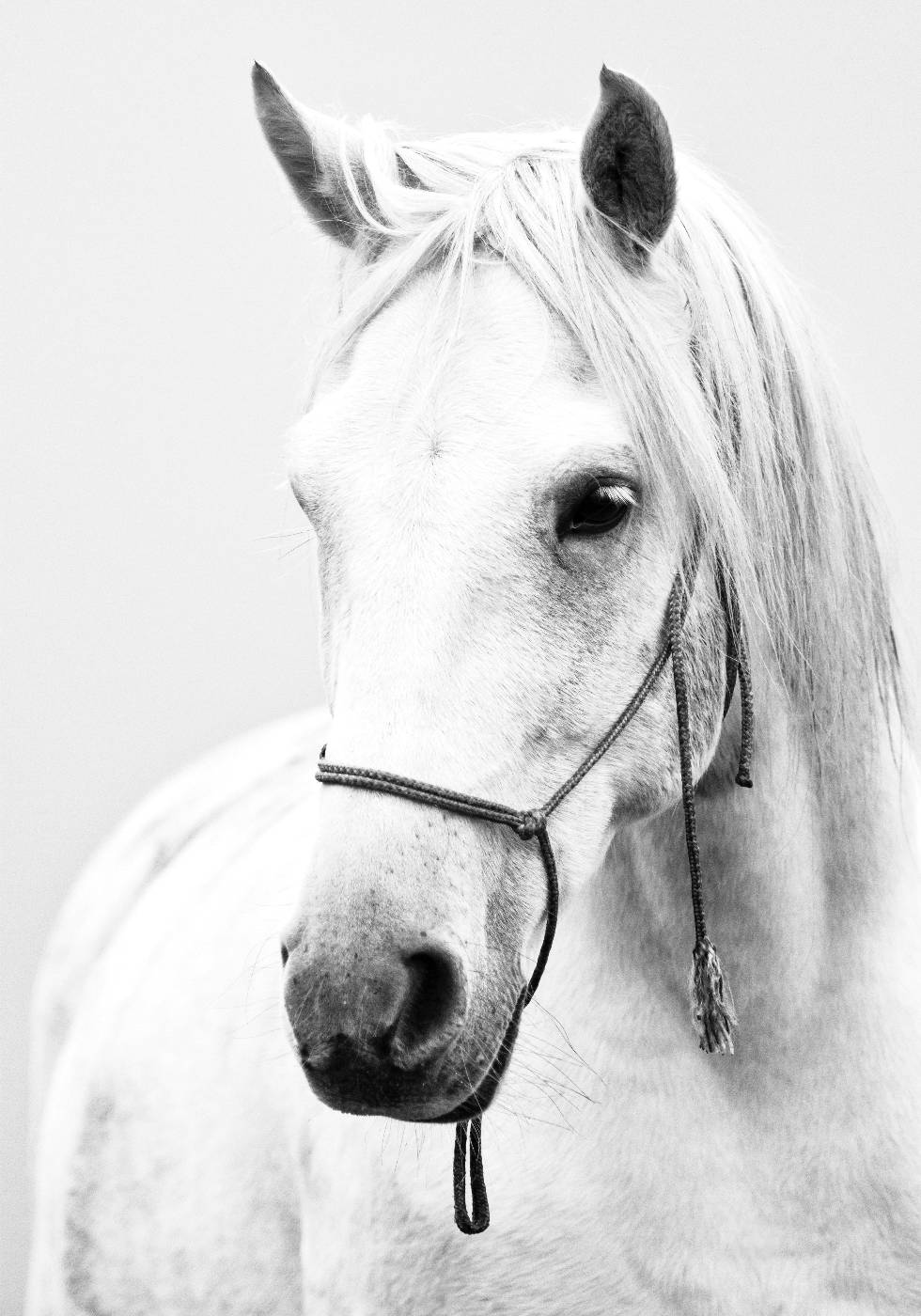Elegant White Stallion Poster - Posterbox.art