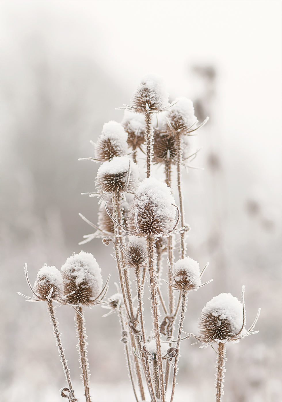 a bunch of plants that are covered in snow