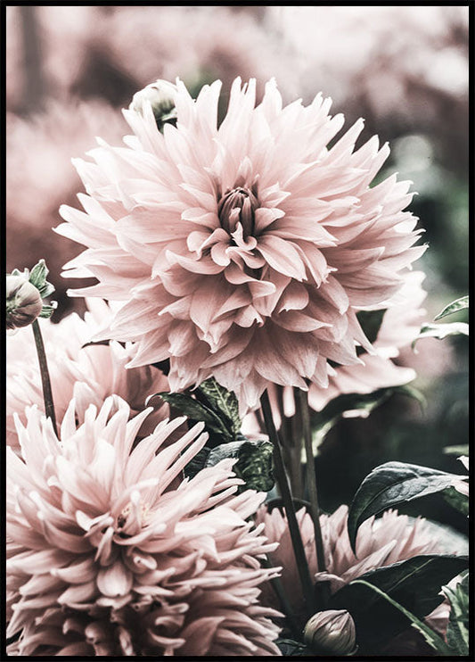 Dahlia Plakat - Posterbox.no