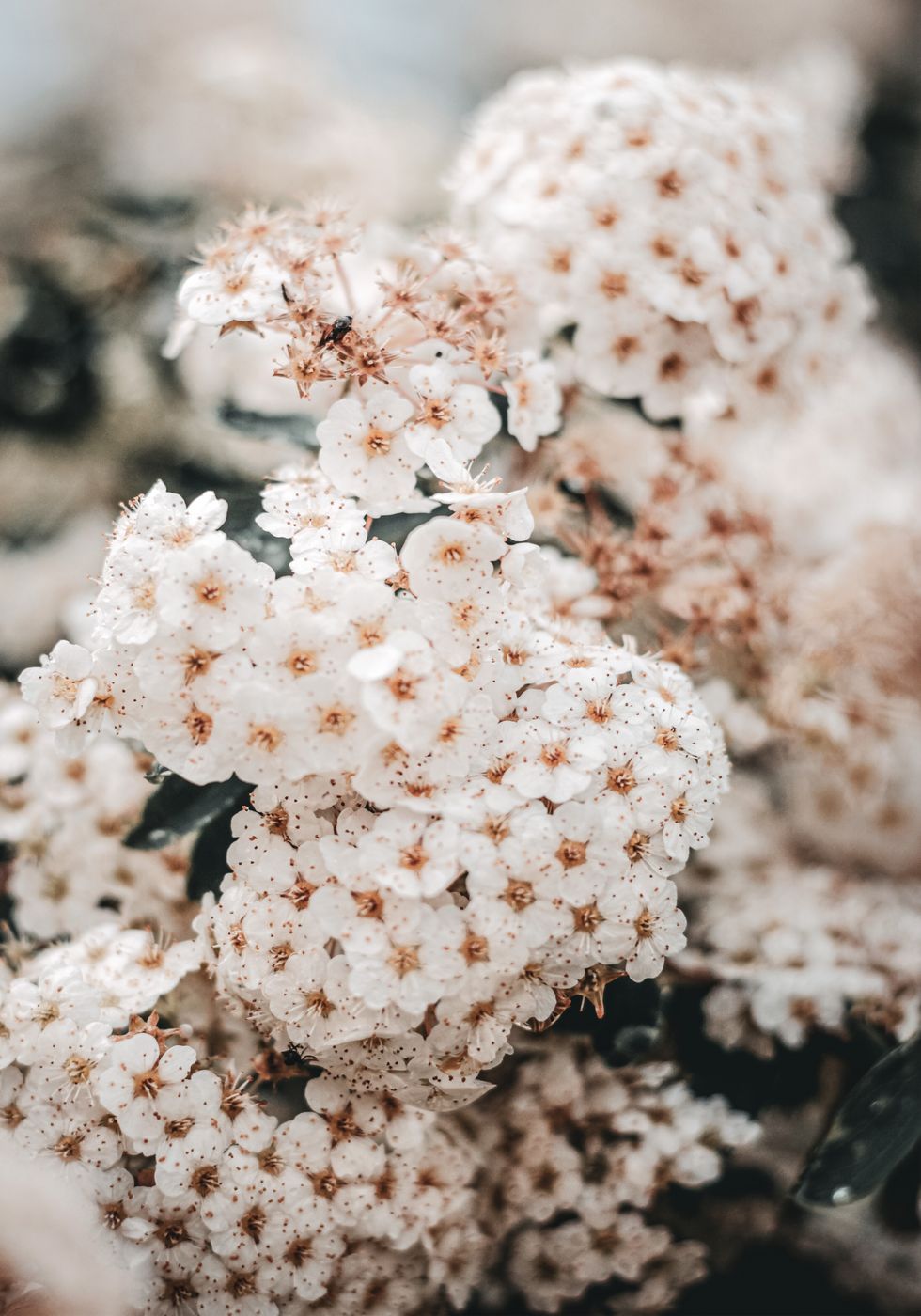 White Spring Flowers Plakat - Posterbox.no