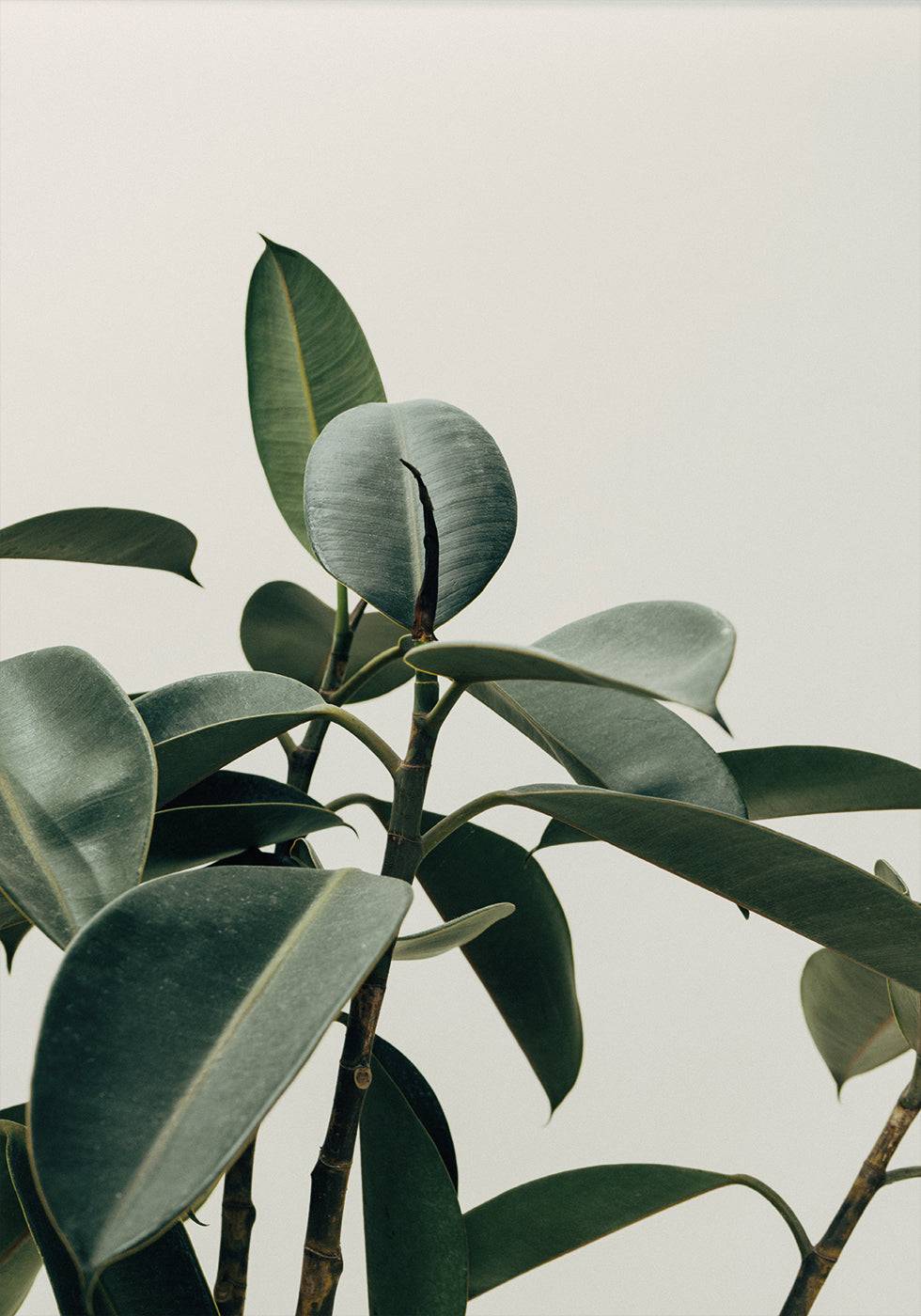 a close up of a plant with green leaves