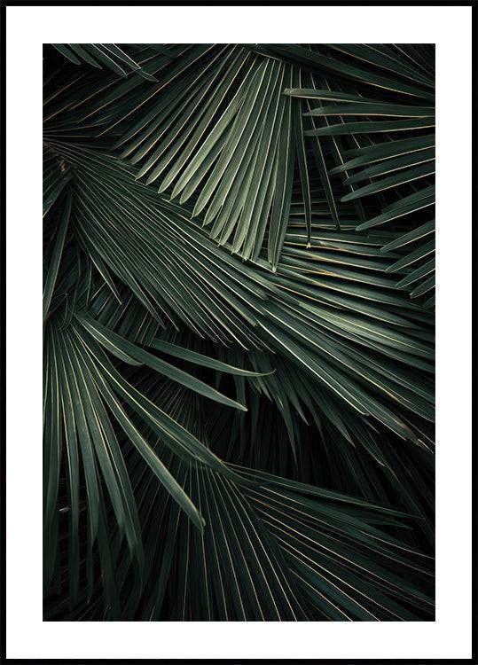 a close up of a palm tree leaves