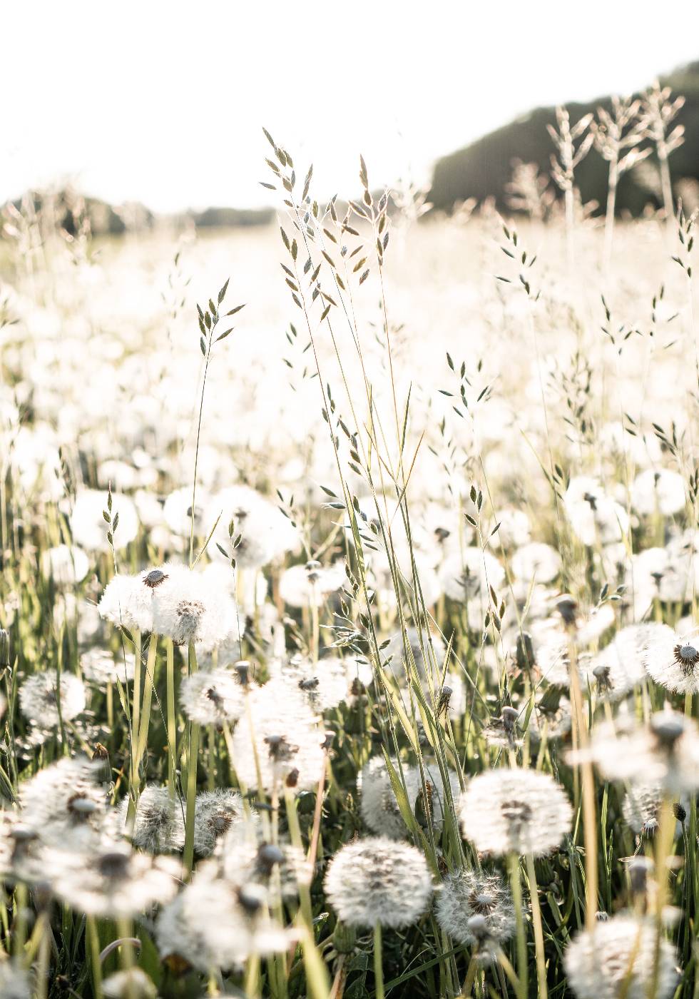 Dandelions Field Plakat - Posterbox.no