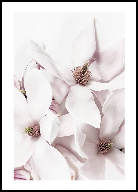 Flowering Magnolia Plakat - Posterbox.no