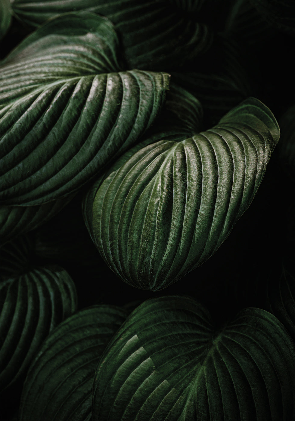 a close up of a bunch of green leaves