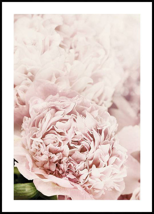 a close up of a pink flower with a white background