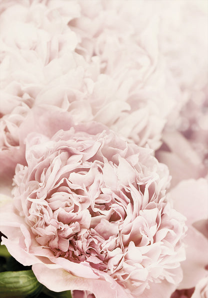 a close up of a large pink flower