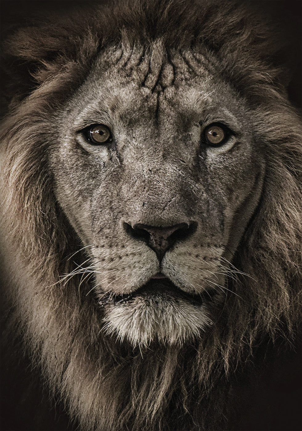 Majestic Lion Close-Up Poster