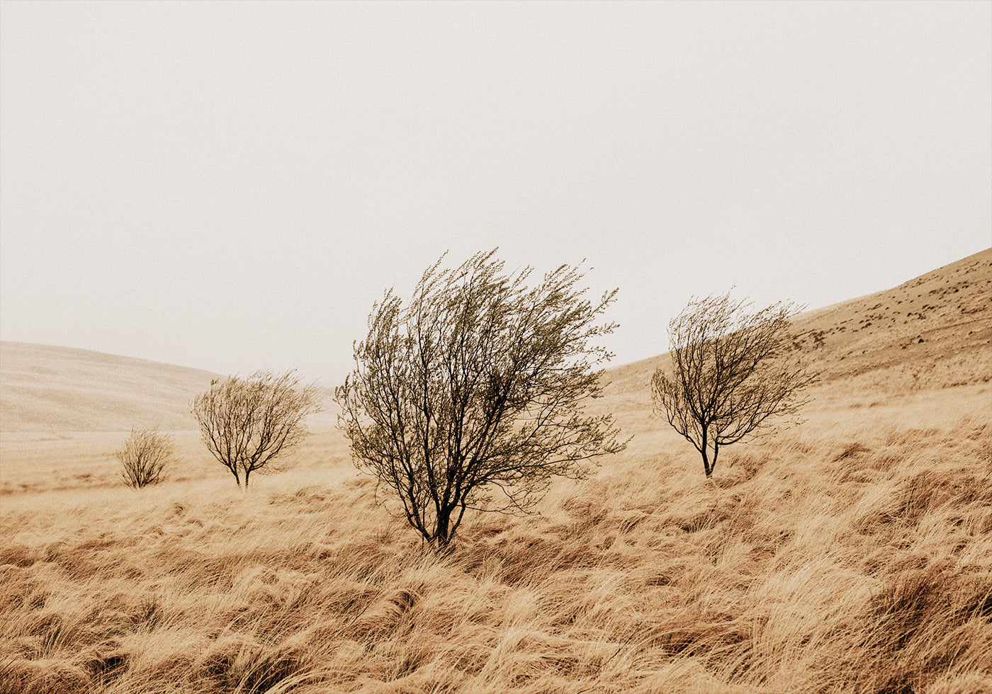 Autumn Grassy Field and Trees Poster