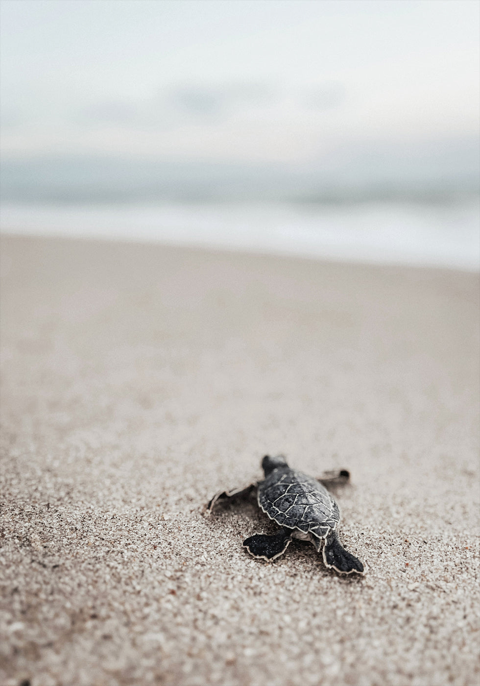 Baby Turtle on the Beach Poster