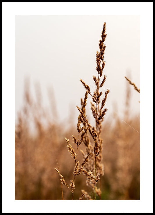 Beach Grass Poster - Posterbox.art