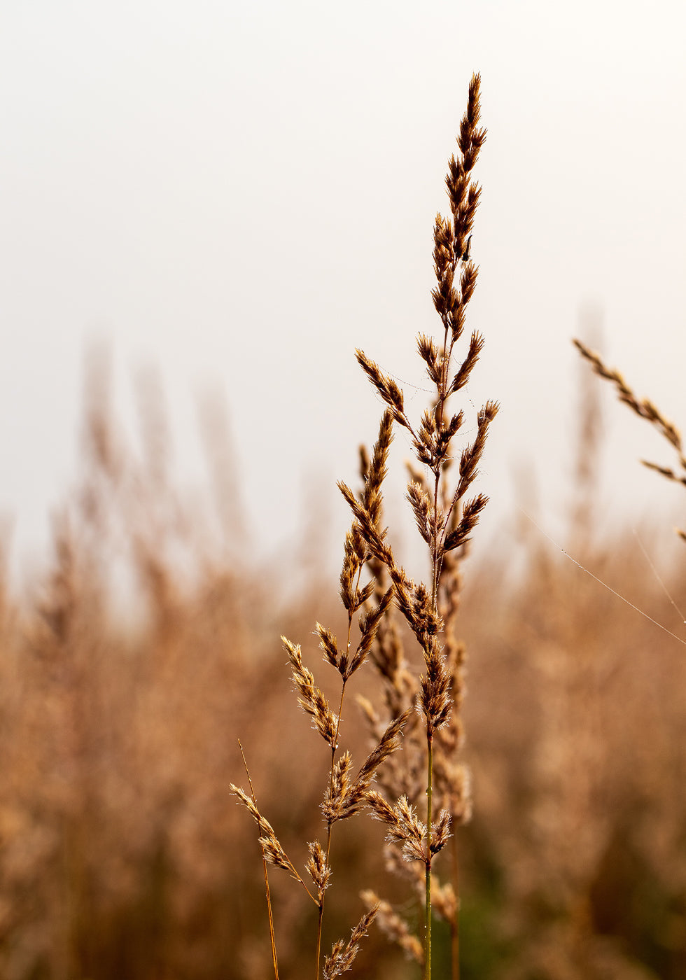 Beach Grass Poster - Posterbox.art