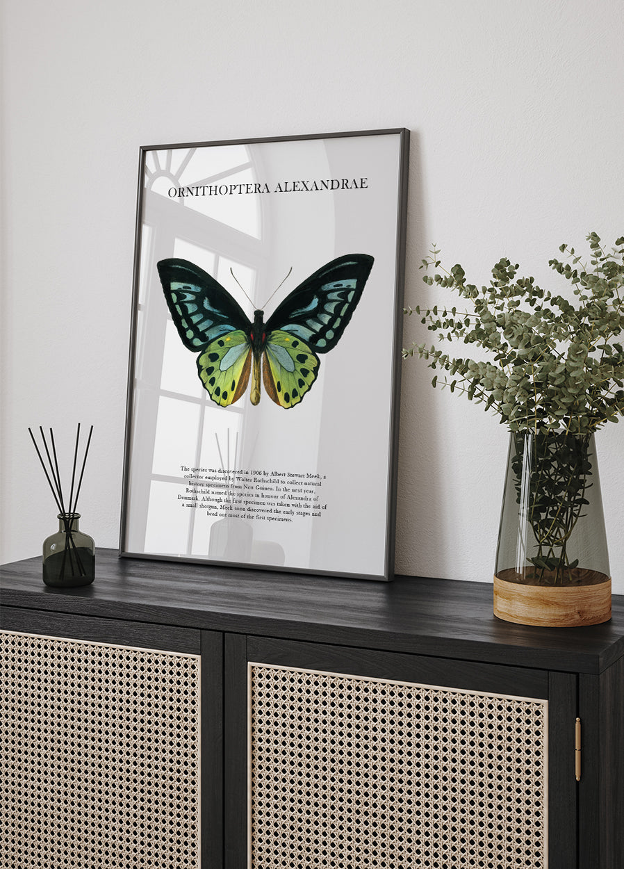 Ornithoptera Alexandrae Poster - Posterbox.art