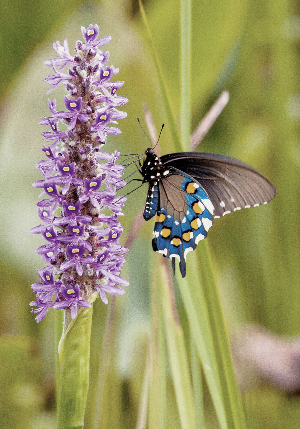 Butterfly on Lavender Bloom Poster