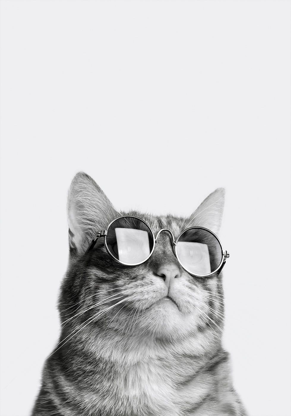 Cool Cat in Sunglasses Poster