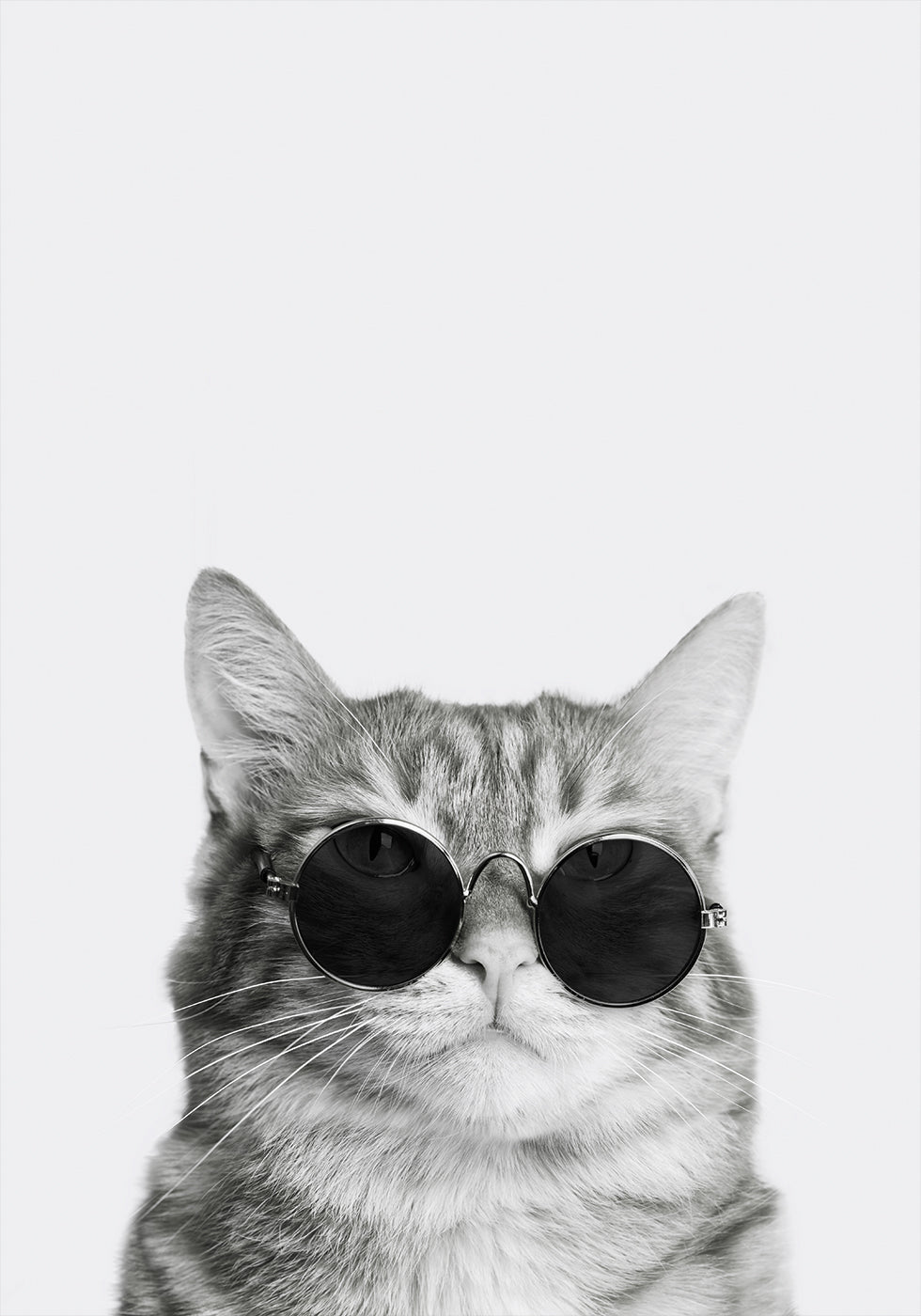 Sophisticated Feline in Sunglasses Poster