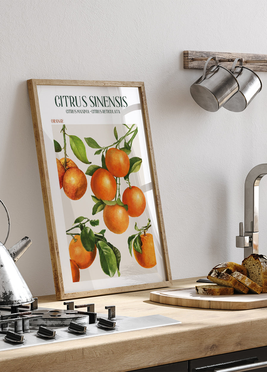 Citrus Sinensis Poster