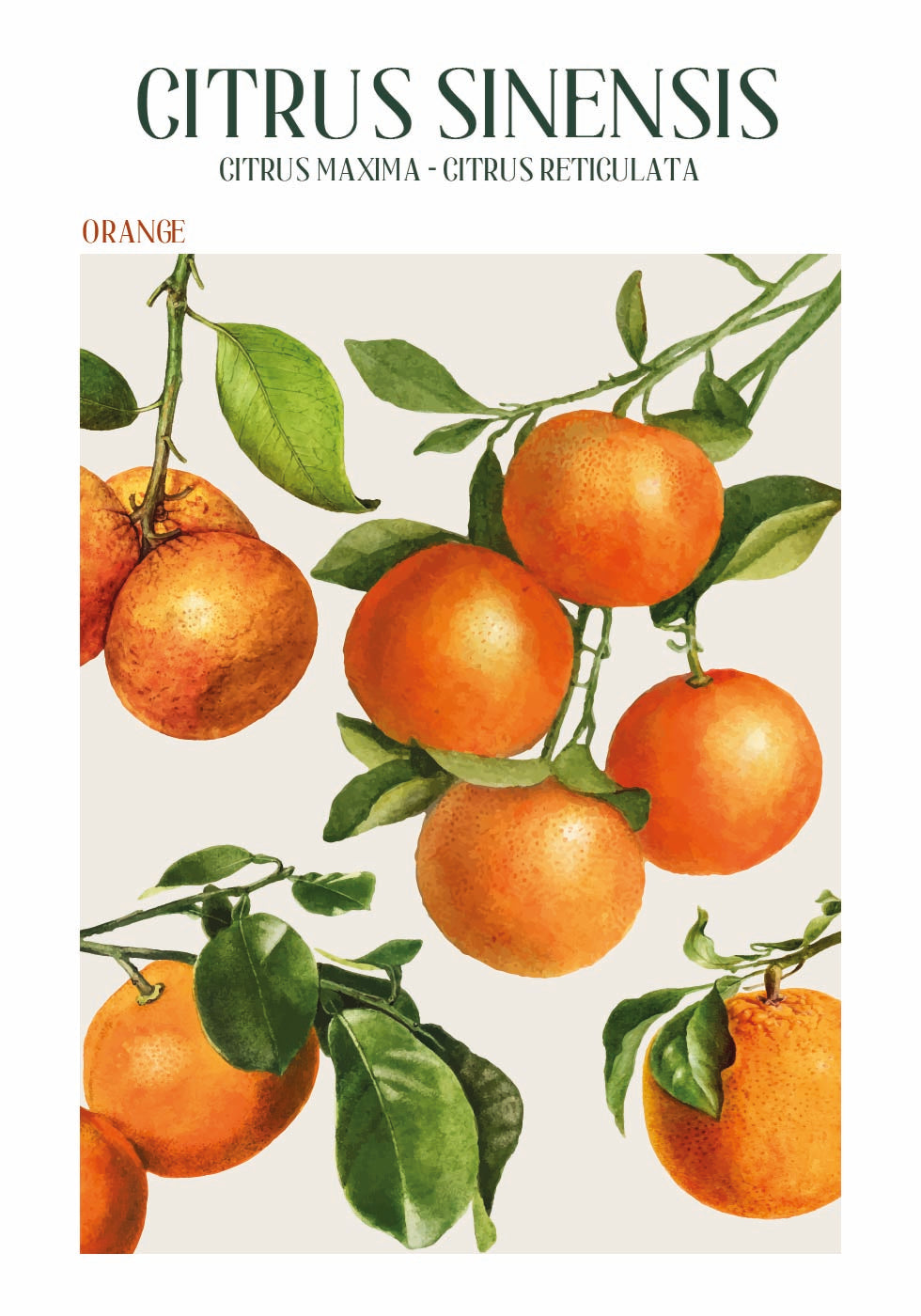 Citrus Sinensis Poster