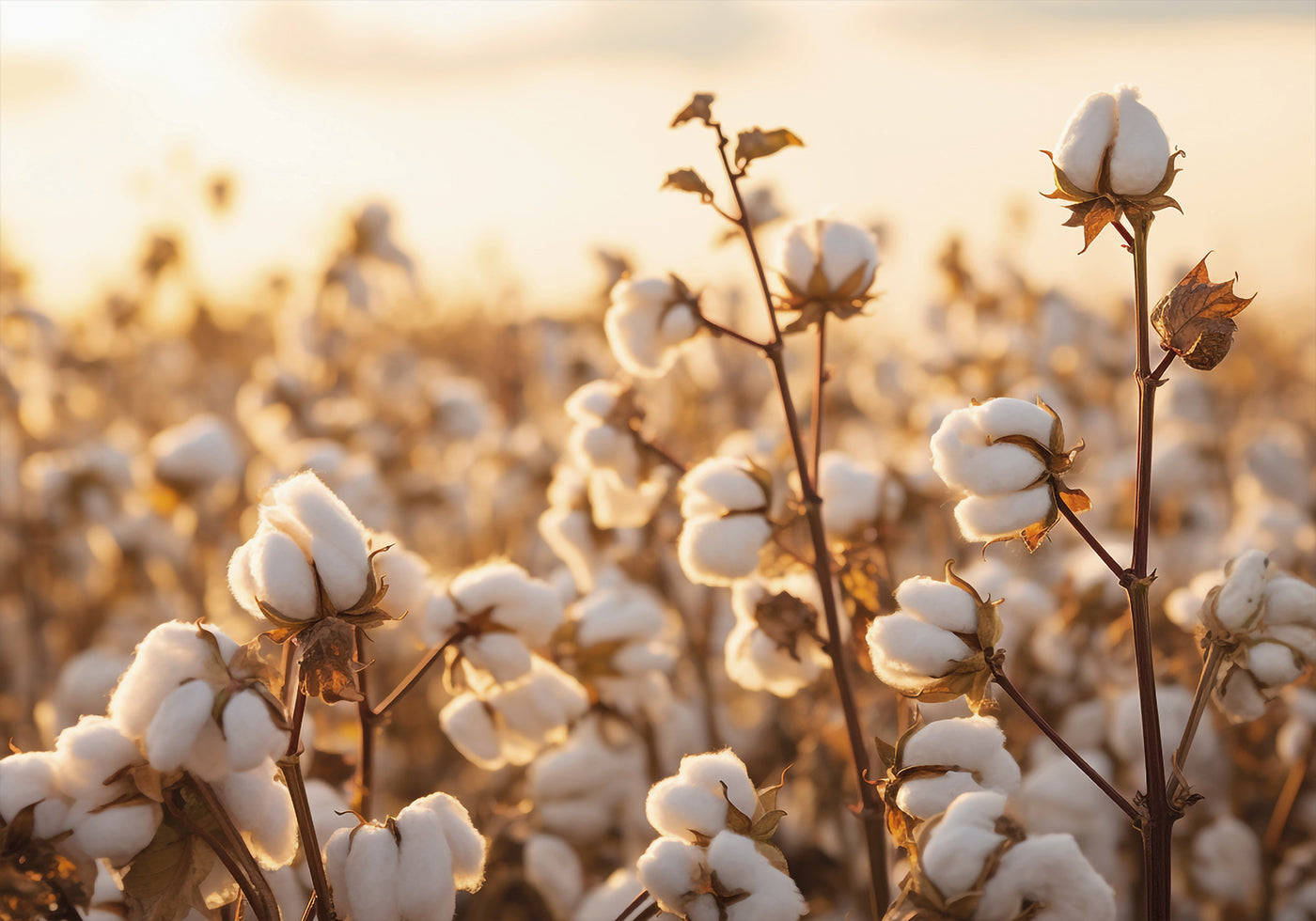 Cotton Flowers at Sunset Poster