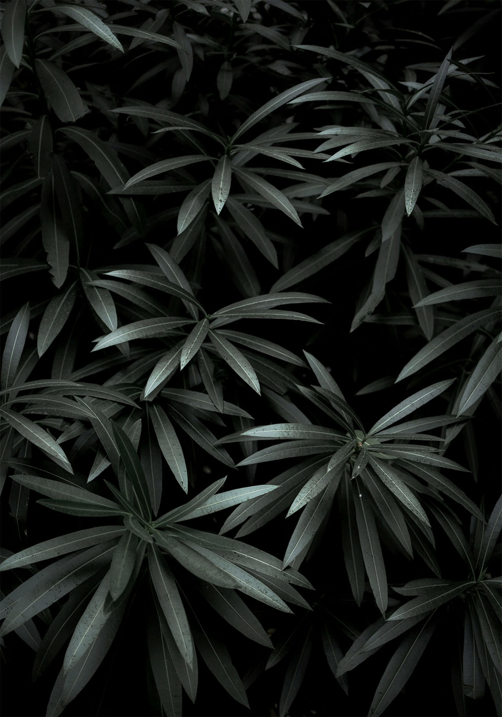 Dark Green No. 1 Poster - Posterbox.art