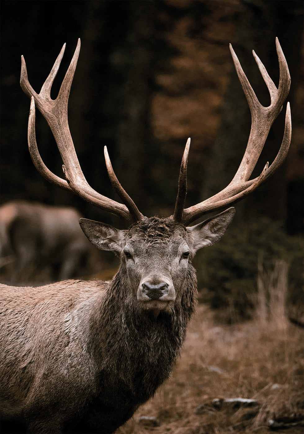 Majestic Stag in Autumn Forest Poster