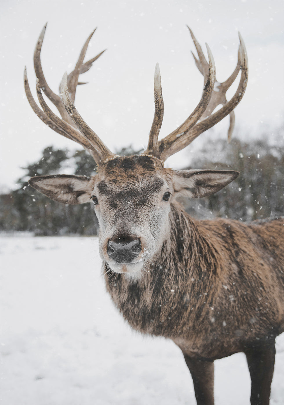 Majestic Deer in the Snow Poster