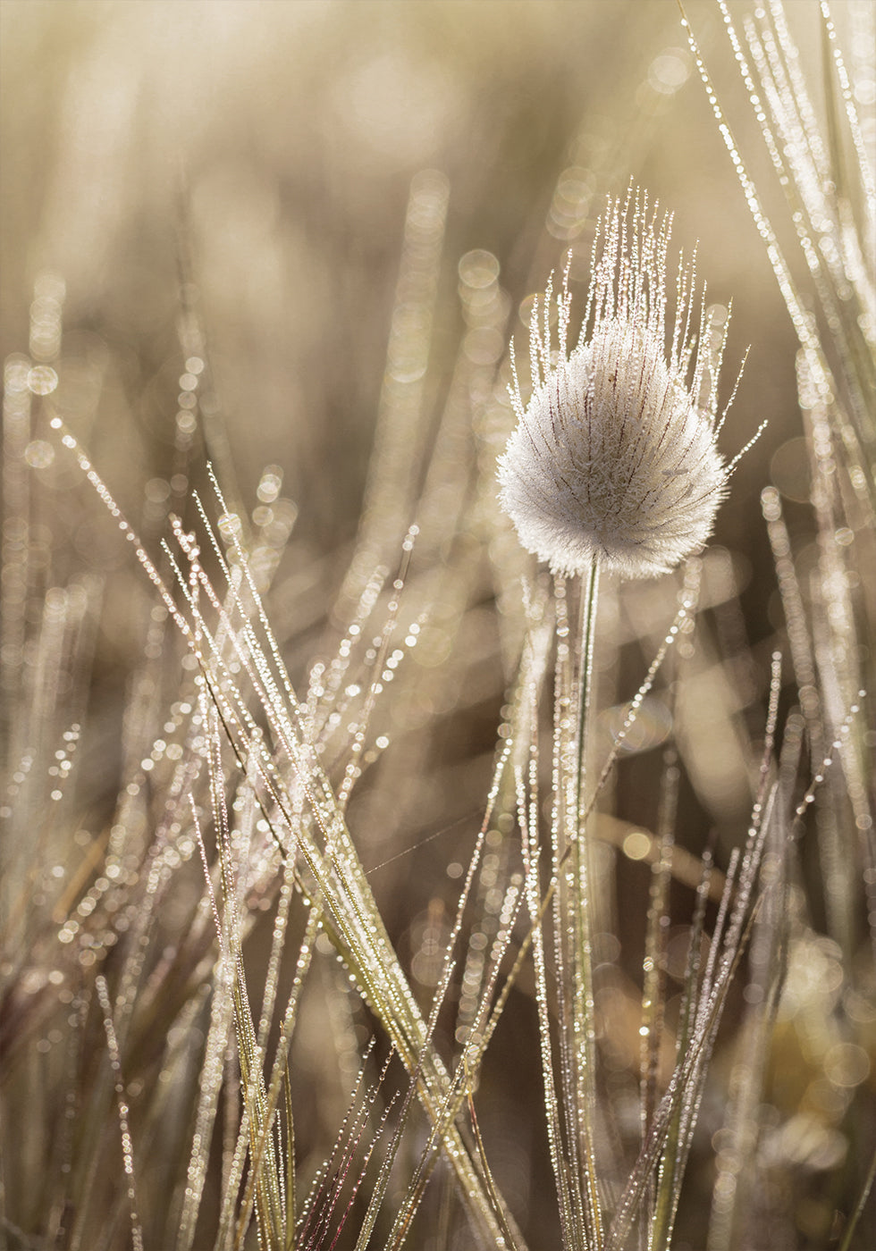 Dew-Covered Lagurus Poster