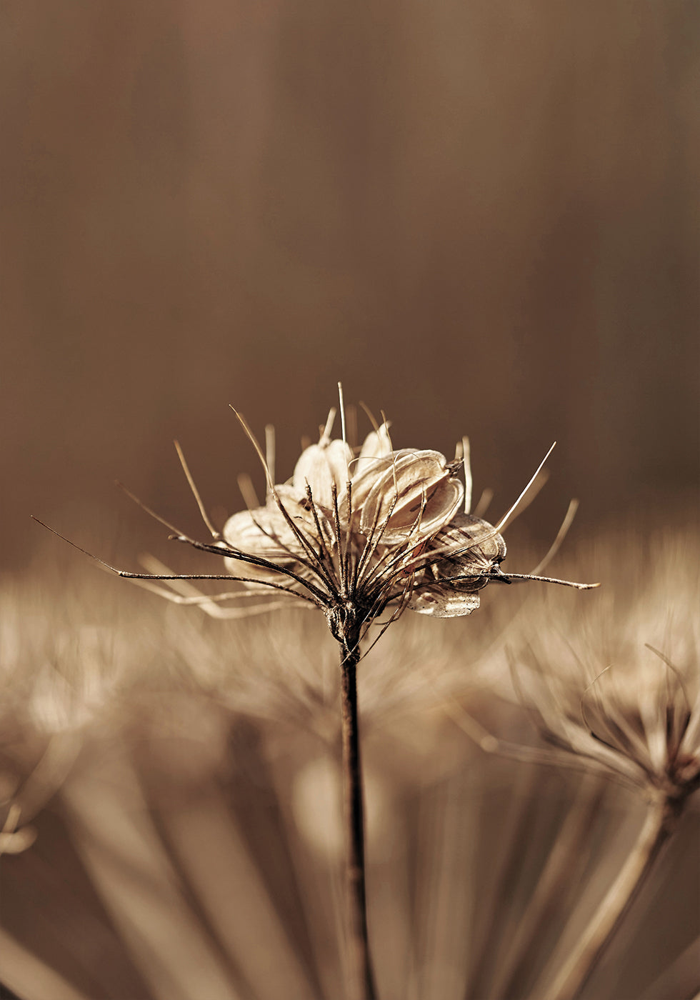 Elegance in Decay - Dried Plant Portrait Poster