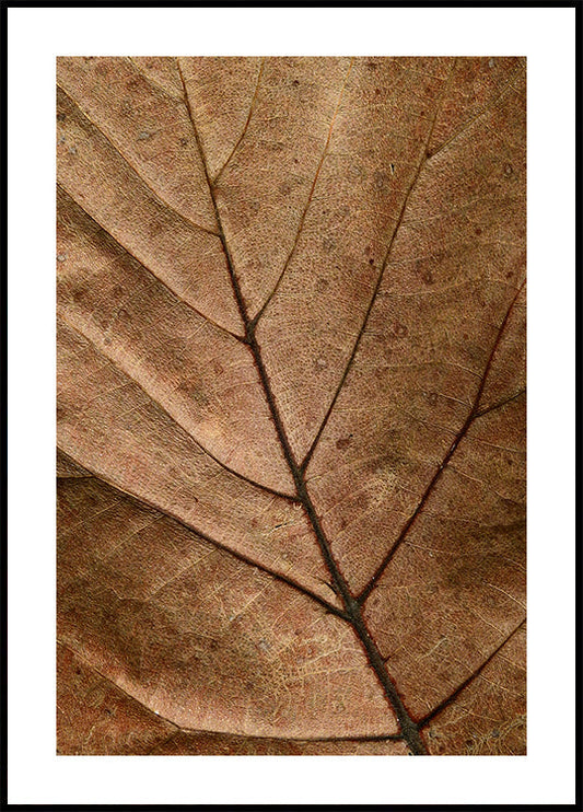 Dry Leaf Poster - Posterbox.art