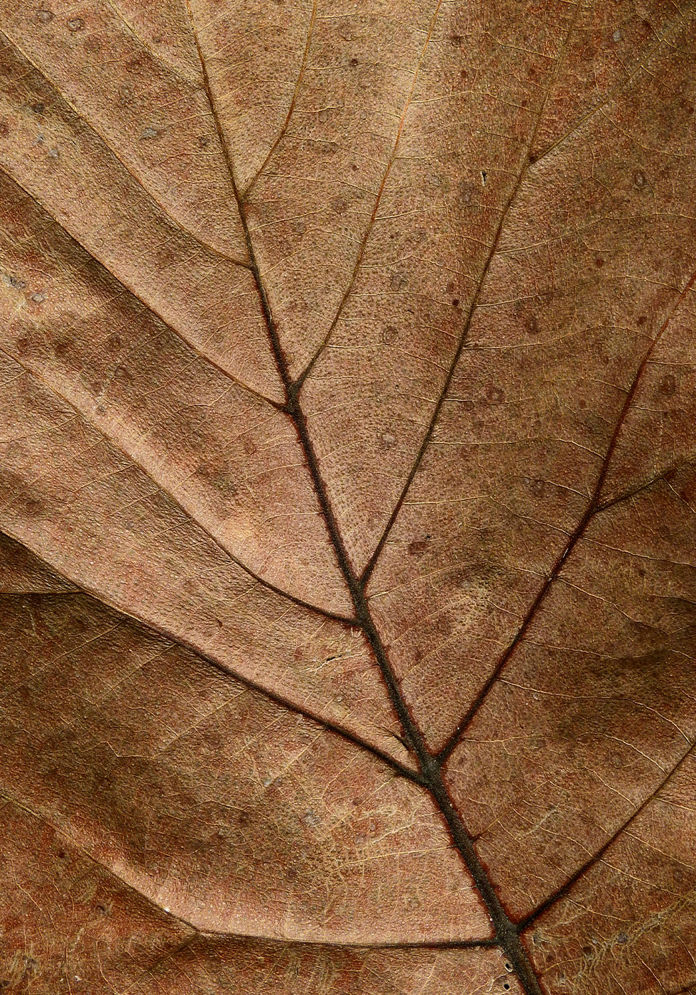 Dry Leaf Poster - Posterbox.art