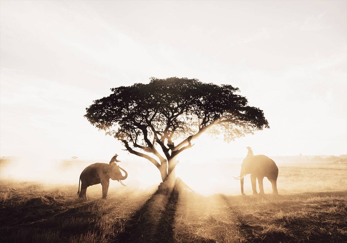 Elephants and Tree at Sunrise Poster