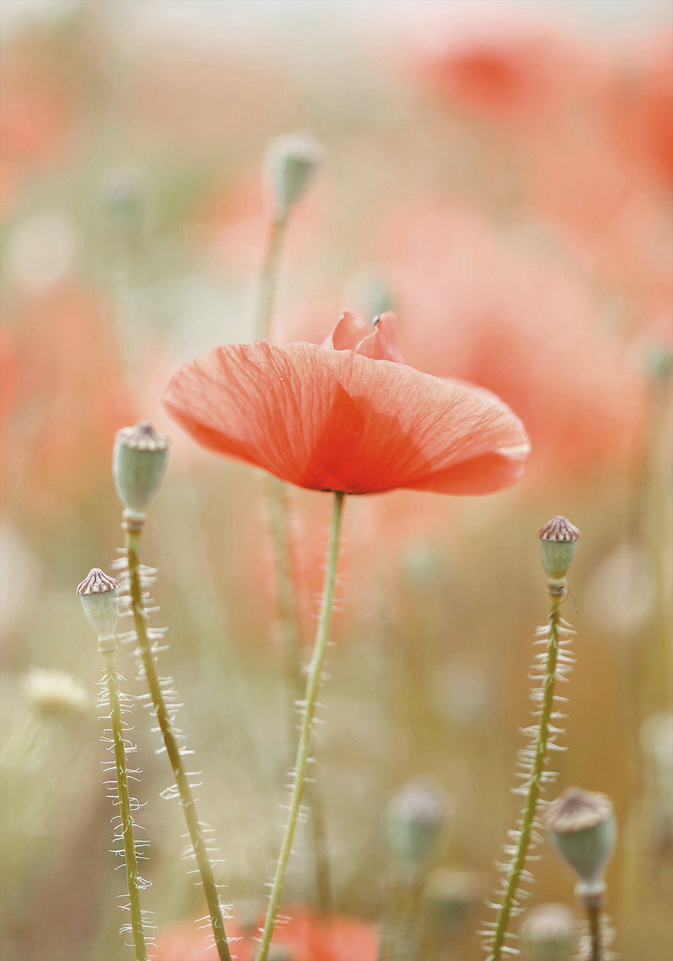 Field of Poppies Poster