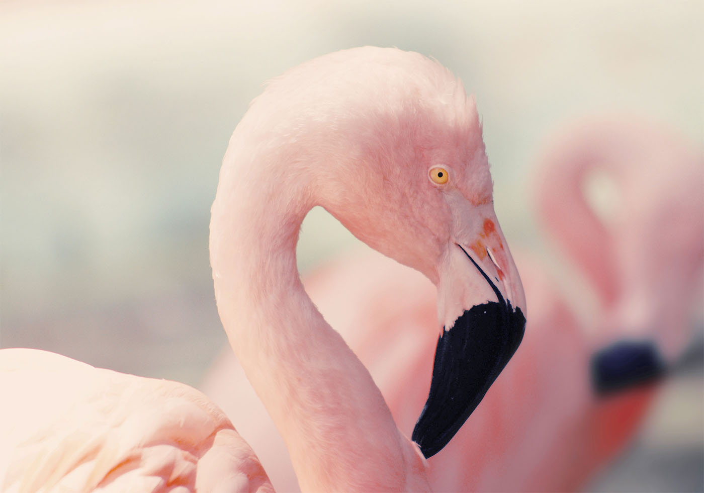 Flamingo Profile Poster - Posterbox.art