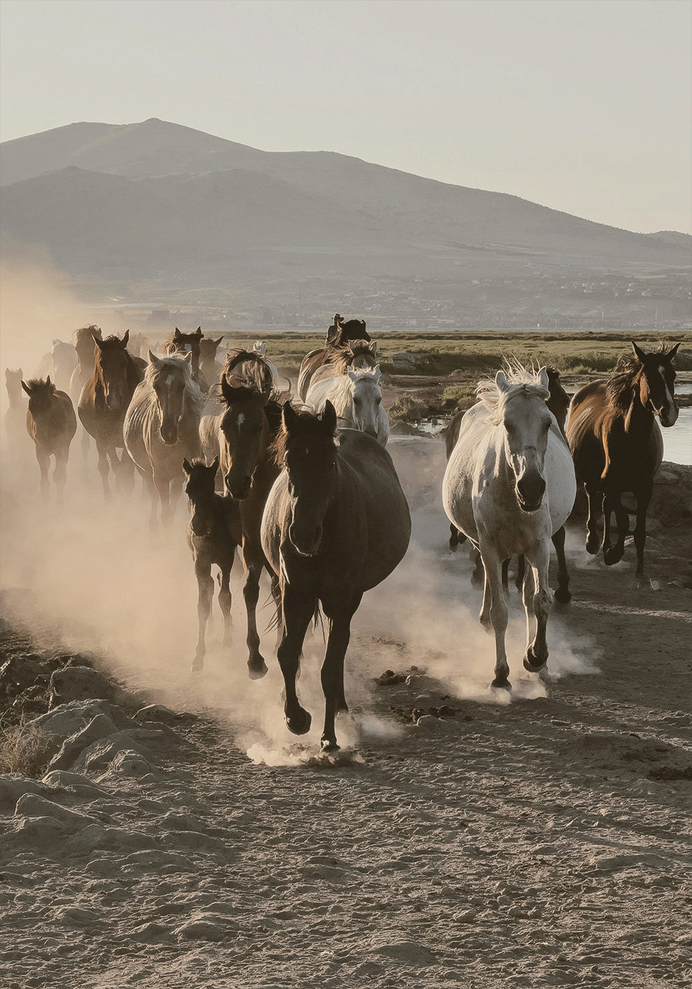 Wild Horses Running Poster