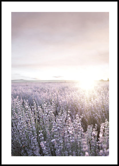 Sunset Over Lavender Fields Poster - Posterbox.art