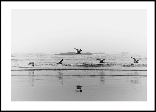 Birds Flying Over The Coast  Poster