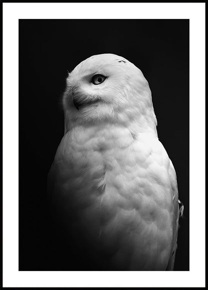 Snowy Owl in Black and White Poster