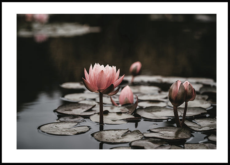 Pink Lotus Flowers Poster - Posterbox.art