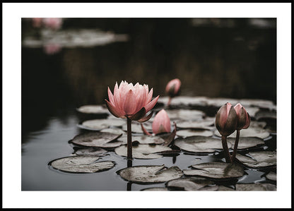 Pink Lotus Flowers Poster - Posterbox.art