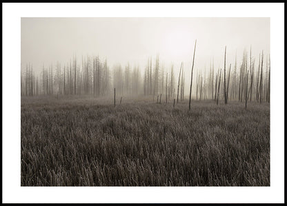 Tangled Creek Poster - Posterbox.art