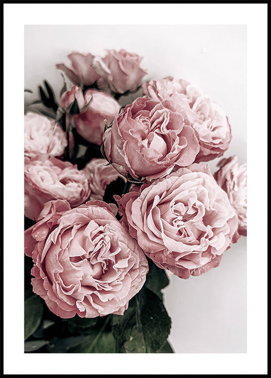 Elegant Pink Roses Poster