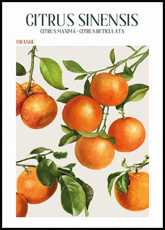 Citrus Sinensis Poster