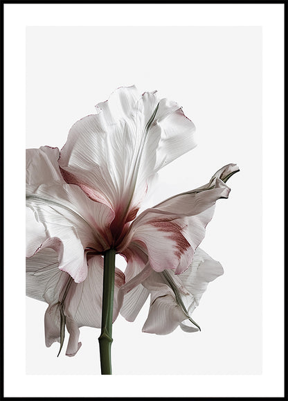 Wilting Beauty: A Drying Flower Poster